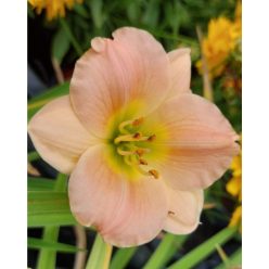 HEMEROCALLIS 'Pink Puff' - Sásliliom