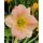 HEMEROCALLIS 'Pink Puff' - Sásliliom