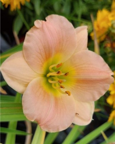 HEMEROCALLIS 'Pink Puff' - Sásliliom