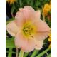 HEMEROCALLIS 'Pink Puff' - Sásliliom