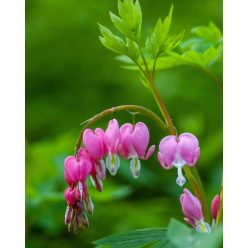 LAMPROCAPNOS (syn. Dicentra) spectabilis - Nagy szívvirág