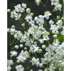 THALICTRUM delavayi 'Album' - Borkóró