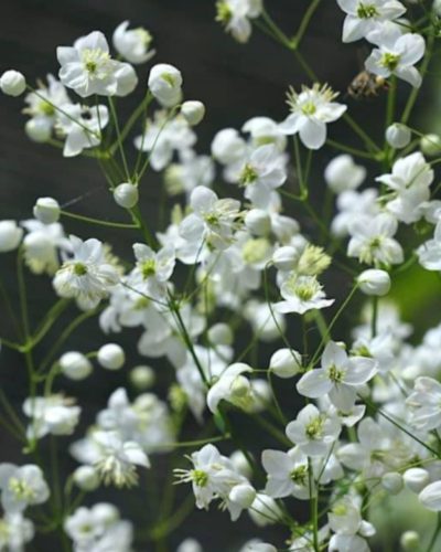 THALICTRUM delavayi 'Album' - Borkóró