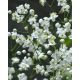 THALICTRUM delavayi 'Album' - Borkóró