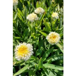 LEUCANTHEMUM 'Luna' - Margaréta
