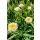 LEUCANTHEMUM 'Luna' - Margaréta