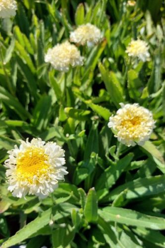 LEUCANTHEMUM 'Luna' - Margaréta