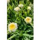 LEUCANTHEMUM 'Luna' - Margaréta