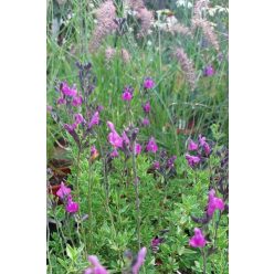   SALVIA greggi x jamensis 'Arctic Blaze® Purple' - Zsálya