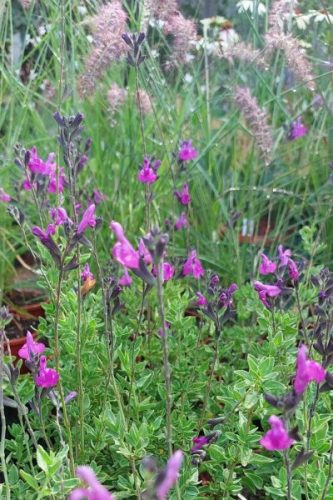 SALVIA greggi x jamensis 'Arctic Blaze® Purple' - Zsálya