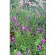SALVIA greggi x jamensis 'Arctic Blaze® Purple' - Zsálya