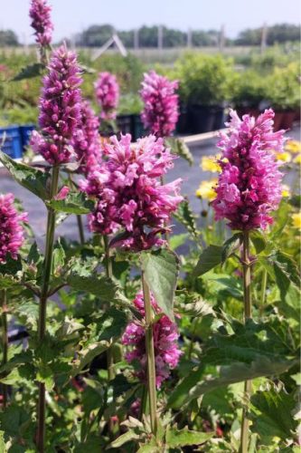 AGASTACHE 'Danish Delight' - Izsópfű