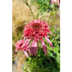 ECHINACEA purpurea 'Guava Ice' - Kasvirág