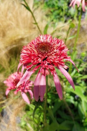 ECHINACEA purpurea 'Guava Ice' - Kasvirág