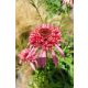 ECHINACEA purpurea 'Guava Ice' - Kasvirág