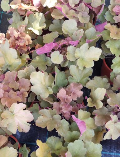 HEUCHERA Caramel® - Tűzeső