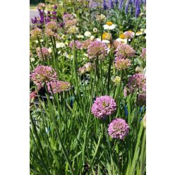 ALLIUM 'Millenium' - Díszhagyma