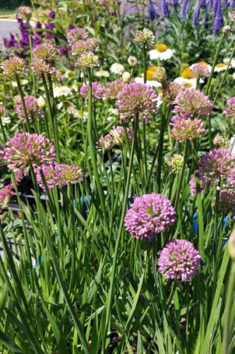 ALLIUM 'Millenium' - Díszhagyma