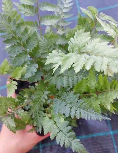 ATHYRIUM niponicum var. pictum 'Silver Falls' - japán hölgypáfrány
