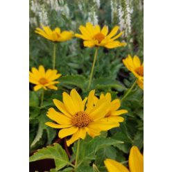   HELIOPSIS helianthoides ORIOLE® 'Single Yellow' - Érdes napszemvirág
