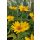HELIOPSIS helianthoides ORIOLE® 'Single Yellow' - Érdes napszemvirág