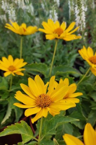 HELIOPSIS helianthoides ORIOLE® 'Single Yellow' - Érdes napszemvirág