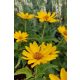 HELIOPSIS helianthoides ORIOLE® 'Single Yellow' - Érdes napszemvirág