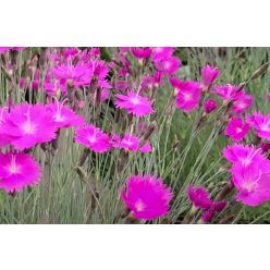   DIANTHUS gratianopolitanus 'Feuerhexe' - Pünkösdi szegfű