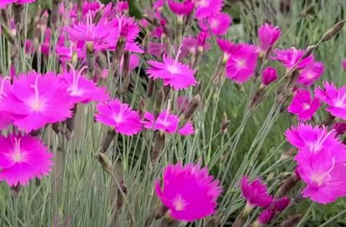 DIANTHUS gratianopolitanus 'Feuerhexe' - Pünkösdi szegfű