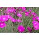 DIANTHUS gratianopolitanus 'Feuerhexe' - Pünkösdi szegfű