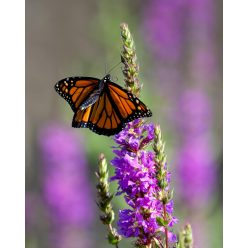   LYTHRUM virgatum 'Dropmore Purple' - Vesszős füzény