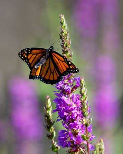 LYTHRUM virgatum 'Dropmore Purple' - Vesszős füzény