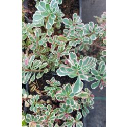 SEDUM spurium 'Tricolor' - kaukázusi varjúháj