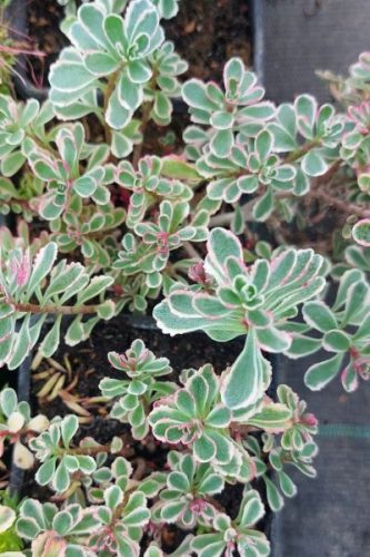 SEDUM spurium 'Tricolor' - kaukázusi varjúháj