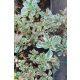 SEDUM spurium 'Tricolor' - kaukázusi varjúháj