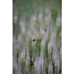  VERONICASTRUM virginicum 'Pink Glow' - Virginiai veronika