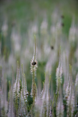 VERONICASTRUM virginicum 'Pink Glow' - Virginiai veronika