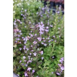   CLINOPODIUM (syn. Calamintha) nepeta 'Marvelette Blue' - Mirigyes pereszlény