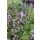 CLINOPODIUM (syn. Calamintha) nepeta 'Marvelette Blue' - Mirigyes pereszlény
