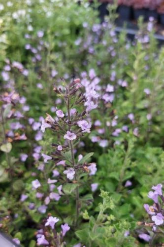 CLINOPODIUM (syn. Calamintha) nepeta 'Marvelette Blue' - Mirigyes pereszlény