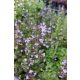 CLINOPODIUM (syn. Calamintha) nepeta 'Marvelette Blue' - Mirigyes pereszlény
