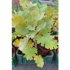   MACLEAYA microcarpa 'Kelway's Coral Plume' - Mákkóró