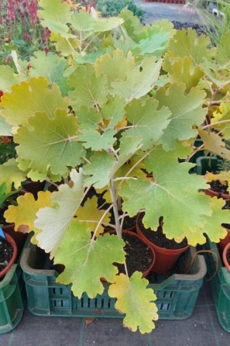 MACLEAYA microcarpa 'Kelway's Coral Plume' - Mákkóró