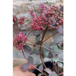 SEDUM 'Dazzleberry' - Varjúháj
