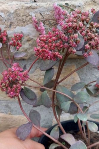 SEDUM 'Dazzleberry' - Varjúháj