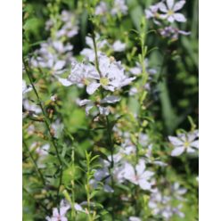 LYTHRUM virgatum 'White Swirl' - Vesszős füzény