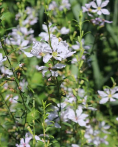 LYTHRUM virgatum 'White Swirl' - Vesszős füzény