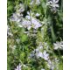 LYTHRUM virgatum 'White Swirl' - Vesszős füzény