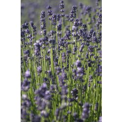   LAVANDULA  angustifolia 'Blue Scent Early' - Levendula