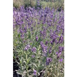   LAVANDULA  angustifolia 'Blue Scent Early' - Levendula